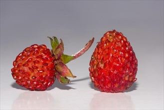 Woodland strawberries (Fragaria vesca)