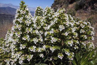 Blooming Echium decaisnei (Echium decaisnei)