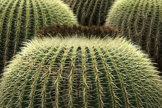 Golden barrel cacti (Echinocactus grusonii)