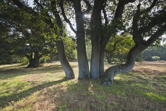 Wood pasture oak (Quercus robur)
