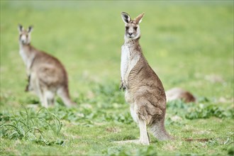 Eastern grey kangaroo (Macropus giganteus) on a meadow