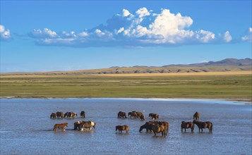 Flock of wild horses in the riverbed of Tuul river