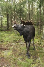 Elk (Alces alces) Bulle begs in rut in the forest