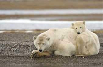 Polar bears (Ursus maritimus)