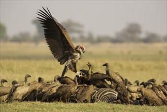 Lappet-faced Vulture (Torgos tracheliotus) and White backed Vulture (Gyps africanus)