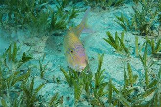 Cinnabar Goatfish (Parupeneus heptacanthus) hiding in the sea grass