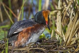 Horned Grebe (Podiceps auritus) sits in a nest with clutch