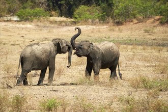 Sri Lankan elephants (Elephas maximus maximus)