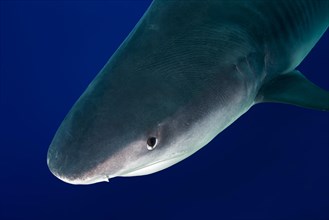 Animal portrait of Tiger Shark (Galeocerdo cuvier) in the blue water