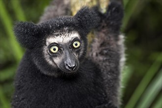 Indri (Indri indri)