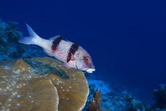 Indian Doublebar Goatfish (Parupeneus trifasciatus) swim over coral reef
