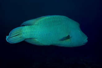 Napoleonfish (Cheilinus undulatus) swims in blue water
