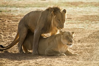 Lions (Panthera leo) during mating
