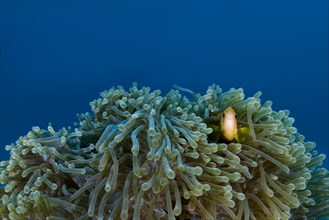 Maldive anemonefish (Amphiprion nigripes) in anemone