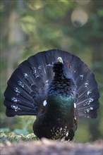 Western capercaillie (Tetrao urogallus)