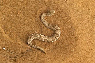 Peringuey's Adder (Bitis peringueyi) in the sand