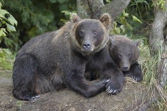Kamchatka brown bears (Ursus arctos beringianus)