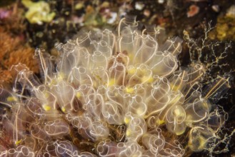 Colony of Lightbulb sea squirt (Clavelina lepadiformis)