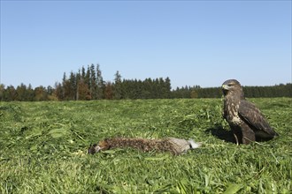 Steppe buzzard (Buteo buteo) on dead mown European hare (Lepus europaeus) Allgau
