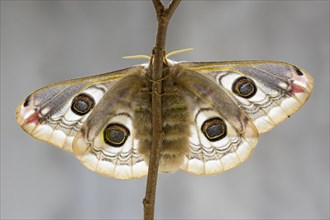Small emperor moth (Saturnia pavonia)