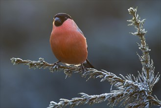 Bullfinch (Pyrrhula pyrrhula) sits on a branch