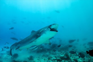 Tiger Shark (Galeocerdo cuvier) eating tuna