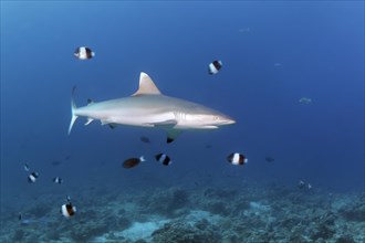 Grey reef shark (Carcharhinus amblyrhynchos)