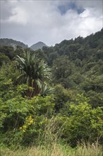 Untouched Rainforest