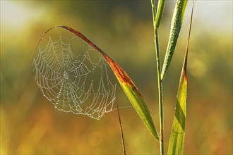 Spider's web in the morning dew