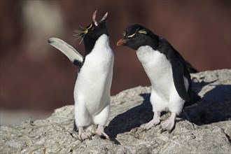 Southern Rockhopper Penguins (Eudyptes chrysocome)