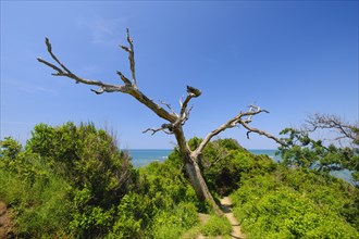Tree trunks at Cape Rodon