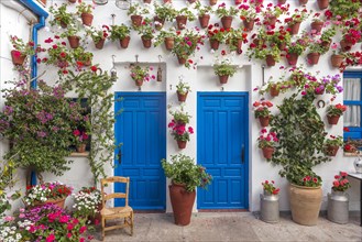 Blue front doors with many red geraniums in flowerpots on a house wall