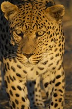 Leopard (Panthera pardus)