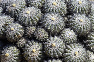 Cactus (Copiapoa cinerascens)