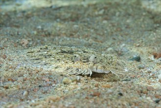 Leopard Flounder (Bothus pantherinus) on sandy bottom