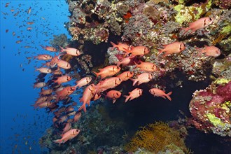Swarm Pinecone soldierfishes (Myripristis murdjan) at coral reef