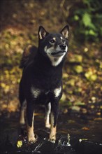 Shiba Inu (Canis lupus familiaris) standing in a brook