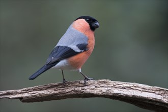 Eurasian bullfinch (Pyrrhula pyrrhula)