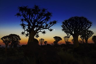 Quiver tree forest at Keetmanshoop
