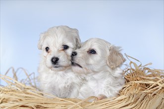 Havanese