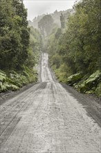 Corrugated iron pavement of Carretera Austral in temperate rainforest