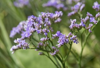 Common sea lavender (Limonium vulgare)