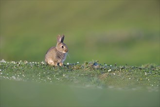 Young European rabbit (Oryctolagus cuniculus)