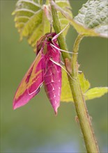 Elephant hawk-moth (Deilephila elpenor) on vine