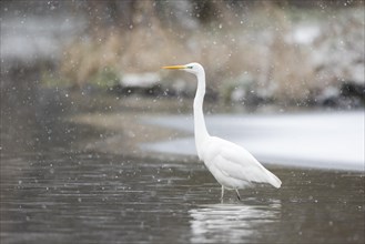 Great egret (Ardea alba) strides in the water