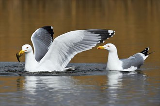 Two Yellow-legged gull (Larus michahellis)
