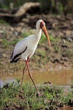 African Yellow-billed stork (Mycteria ibis)
