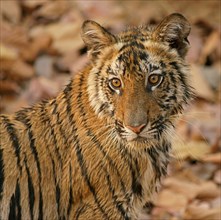Bengal tiger (Panthera tigris tigris) Kitten