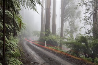 Wet gravel road with light trails in fog in rainforest
