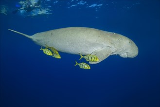 Snorkelers swimming with Dugong (Dugong dugon) with Golden Trevallys (Gnathanodon speciosus) under water surface